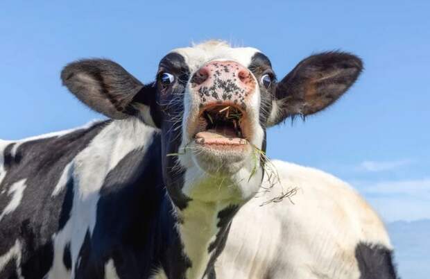 Удивительные факты о коровах: сложность за привычным обликом