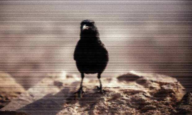 bird on a stone glitch