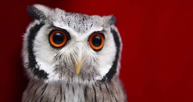Очаровательные совы