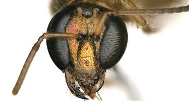 Ученые обнаружили пчелу, состоящую из двух разнополых половинок