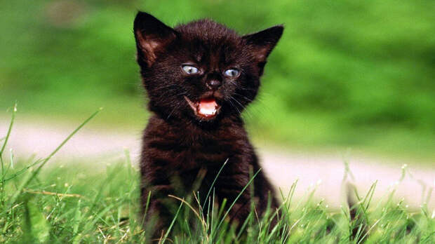 источник фото: thebestanimals.ru