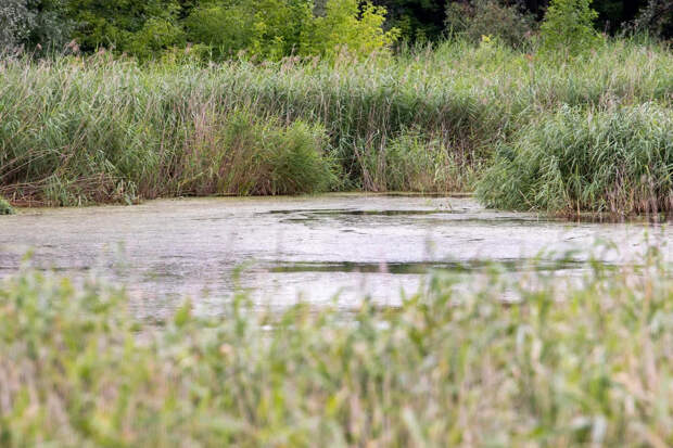Все крупные реки в Тульской области имеют статусы "очень загрязненная" или "грязная"