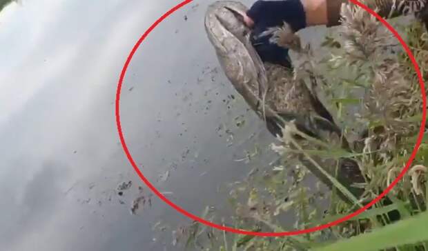 «Котлеты отпустили»: трофейного хищника выловили рыбаки в Приморье — видео