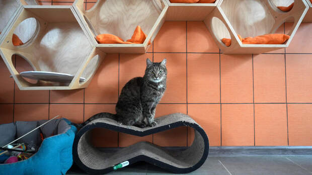 В Москве проведут "Добрую выставку" в поддержку животных из приютов