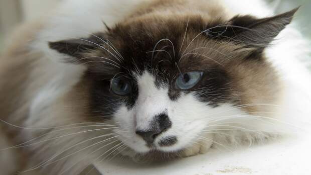 Кинолог Голубев: закон запрещает самому хоронить домашнего питомца