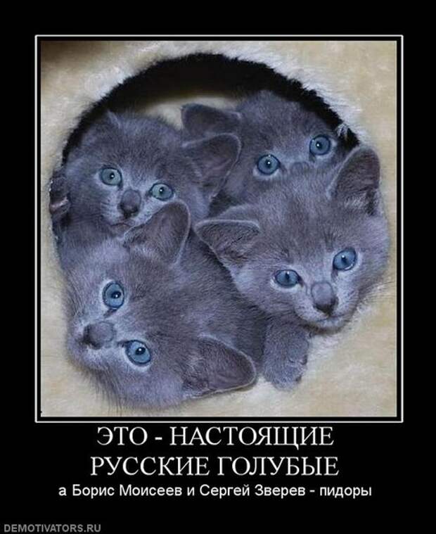 Фото Это настоящие "Русские Голубые". А Борис Моисеев и Сергей Зверев - пидоры!