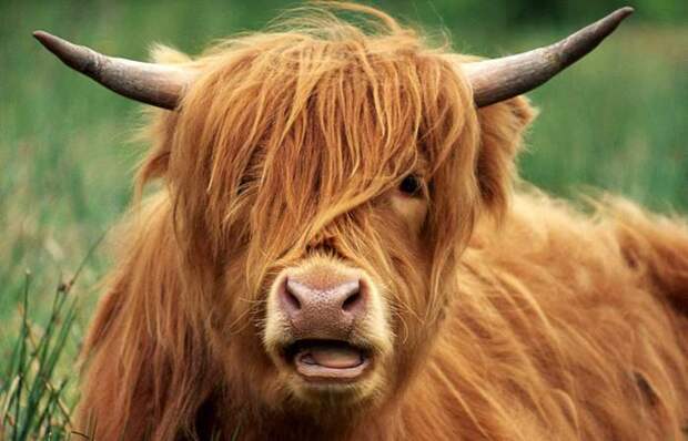 Лохматый капитал. Лохматый капитал.