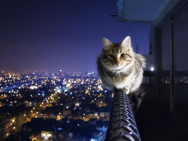 Думать по-кошачьи