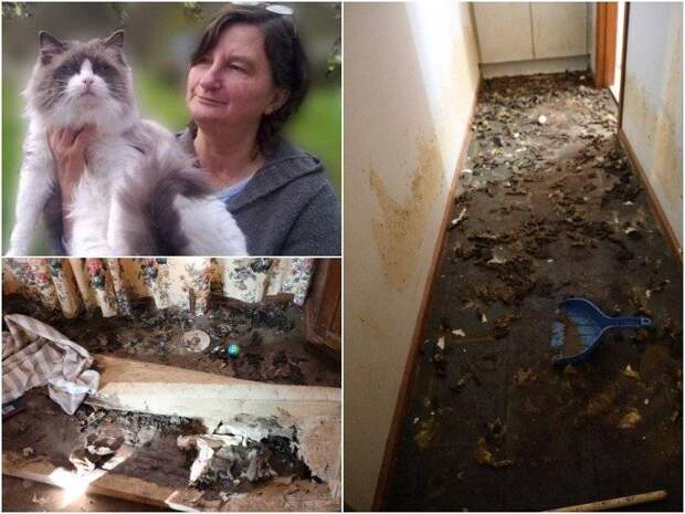 Мертвые котята, сырое мясо и фекалии повсюду: внутри жуткого дома, где женщина держала 118 кошек