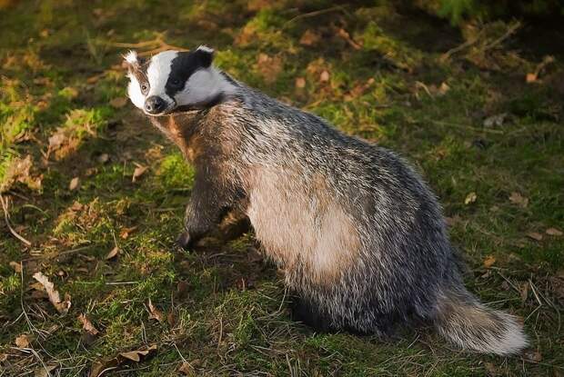 Блог - Создания, которые любят игры, уборку и походы в гости: 7 любопытных фактов о барсуках Создания, которые любят игры, уборку и походы в гости: 7 любопытных фактов о барсуках
