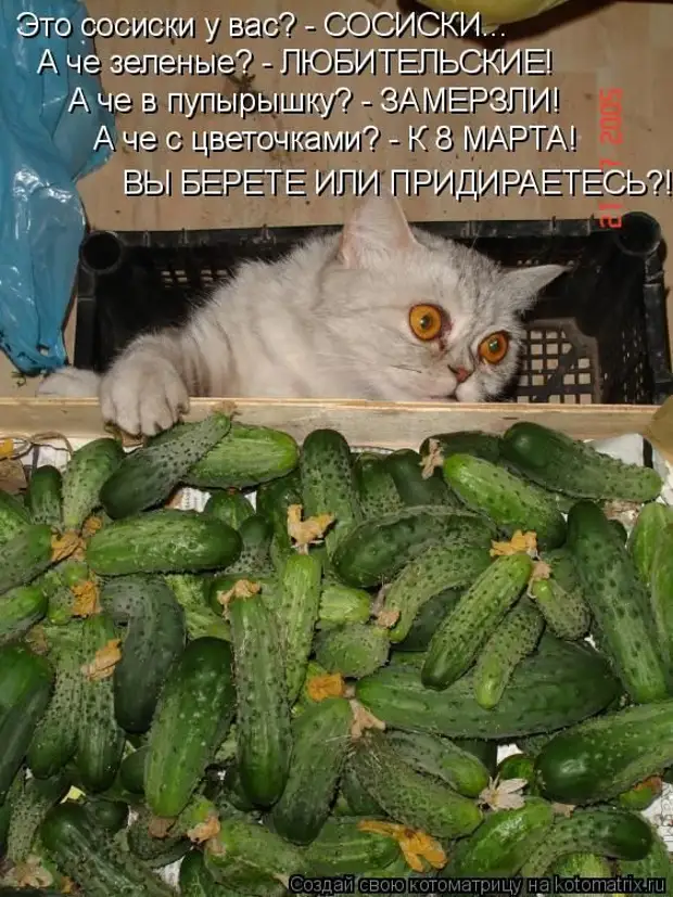 Лучшие котоматрицы