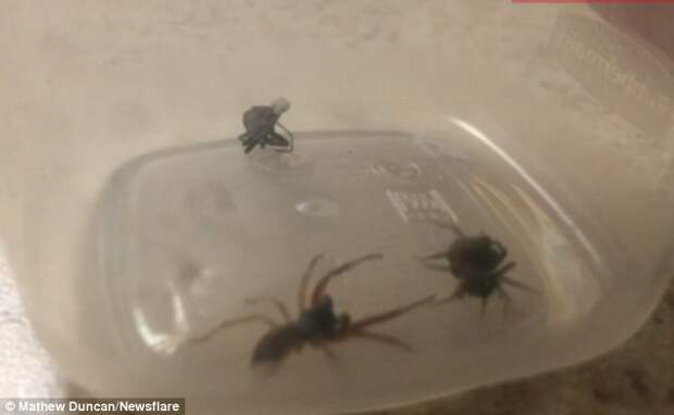 One spider is shown to scuttle aggressively towards the female before seemingly grabbing hold of her (pictured bottom). It is not clear whether the larger spider tears the female's egg sac, whether she deliberately unleashes the tiny spiders in defence, or if, as one expert suggests, the spiderlings escape voluntarily