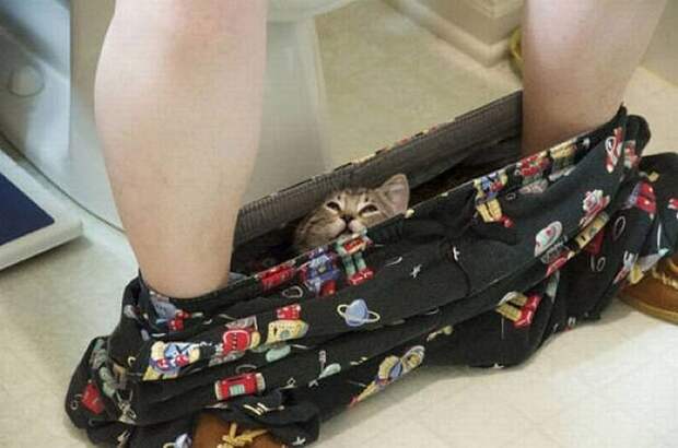 Смешные кошки