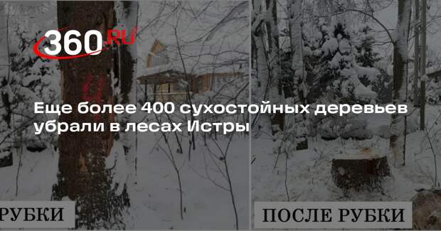 Еще более 400 сухостойных деревьев убрали в лесах Истры