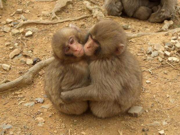 Как обезьяны общаются между собой? Как разговаривают обезьяны: звуки. Обучение обезьян речи