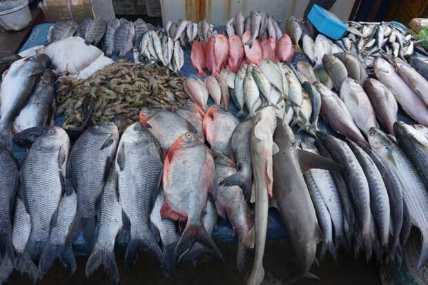 Рыбаки поймали двух редких рыб и заработали на них более 300 тысяч рублей