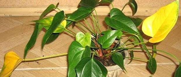 Желтеют листья антуриума при неправильном поливе и болезни корней растения