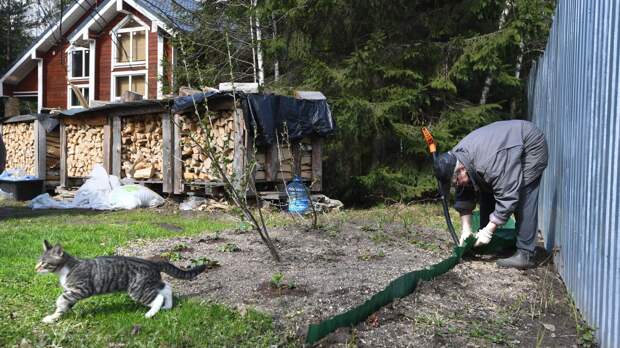 Почему зола на огороде может навредить растениям