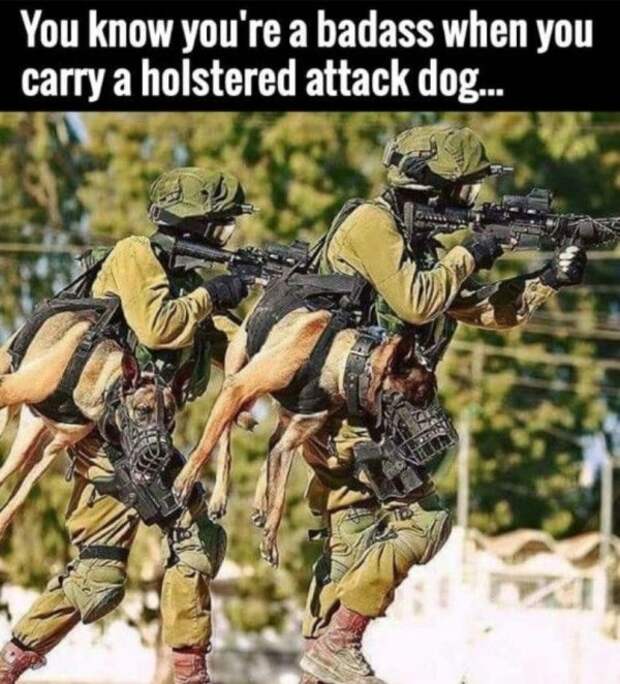 service dog memes always bring out the smiles 7 Service dog memes always bring out the smiles (40 Photos)