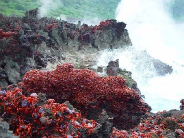 Невероятное паломничество красных земляных крабов на острове Рождества.