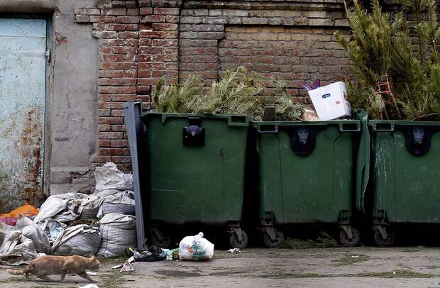 Россиян предупредили о наказании за неправильно выброшенные елки