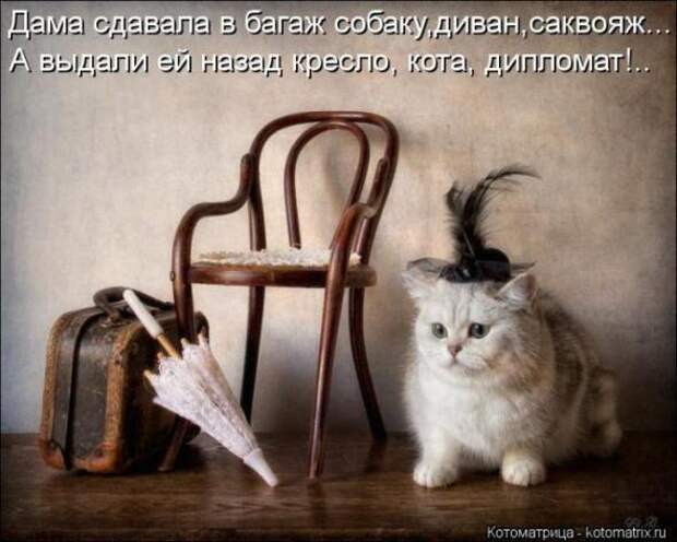 Котоматрицы (картинки с надписями)