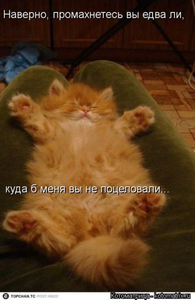 Лучшие котоматрицы недели Лучшие котоматрицы недели