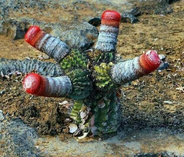 Melocactus azeureus интересный такой Melocactus azeureus интересный такой