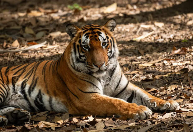 В Приморье поймали амурского тигра, убившего лошадь