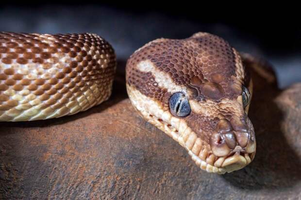 Петербургские ветеринары вытащили питона из ловушки лампы