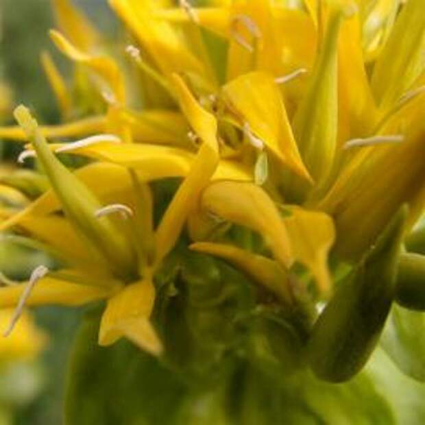 Горечавка желтая (Gentiana lutea)