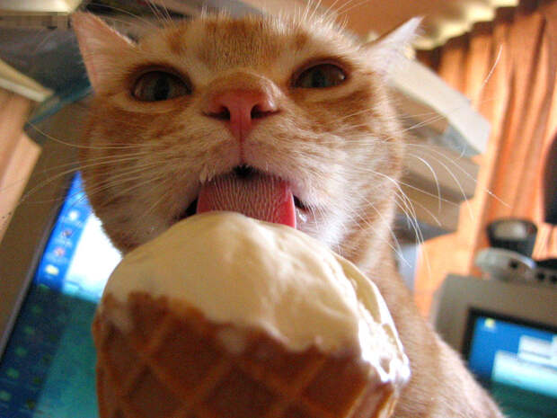 животные едят мороженое, мороженое животные