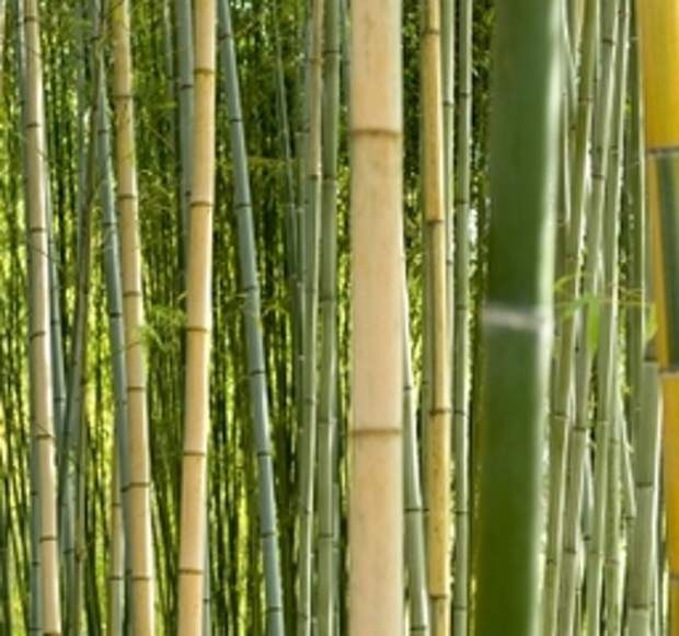 бамбуковая роща