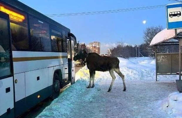 В Балашихе лось попытался зайти в салон автобуса и попал на видео