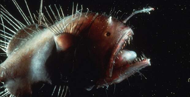 Магия живого света Магия живого света биолюминесценция, животные, насекомые, свет, свечение