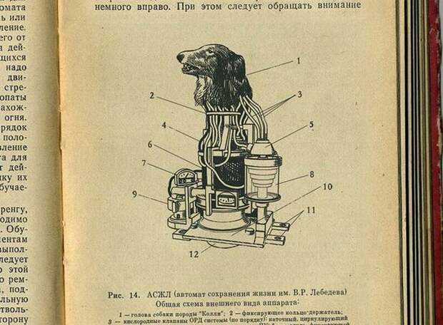 В первый период холодной войны были привлечены все силы советской науки для создания совершенного оружия. В 1958 году стартовал секретный советский проект по созданию робота-киборга. Научным консультантом был лауреат Нобелевской премии В. Мануйлов. В конструировании робота за исключением конструкторов участвовали медики и инженеры. Для экспериментов с целью подтверждения безопасности для человека предлагались мыши, крысы и собаки. Рассматривался вариант экспериментов над обезьянами, но выбор пал на собак, так как они лучше поддаются дрессировке и более спокойны чем обезьяны. Впоследствии этот проект получил имя "КОЛЛИ" и просуществовал почти 10 лет. Но указом ЦК от 4 января 1969 года деятельность проекта "Колли" была прекращена, информация стала секретной..."    В 1991 году все данные по поекту "КОЛЛИ" были рассекречены...    В 1991 году вся информация о проекте "Kollie" стала не секретной.