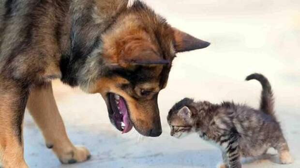 Моя трусливая собака