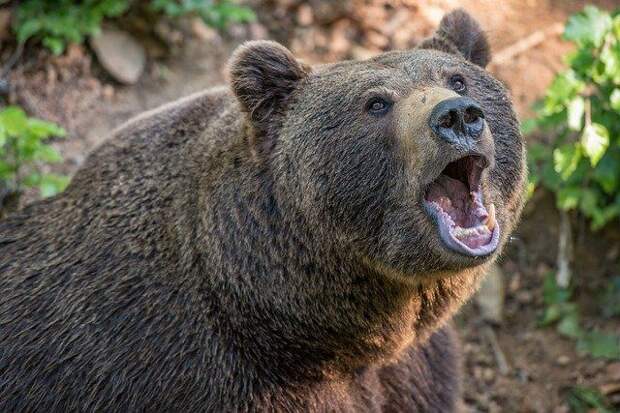 В Кузбассе медведь во время выступления в цирке напал на дрессировщицу