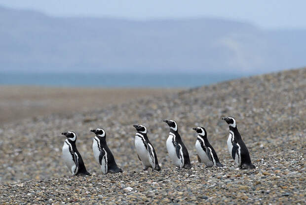 Магеллановы пингвины ходят стройною толпой