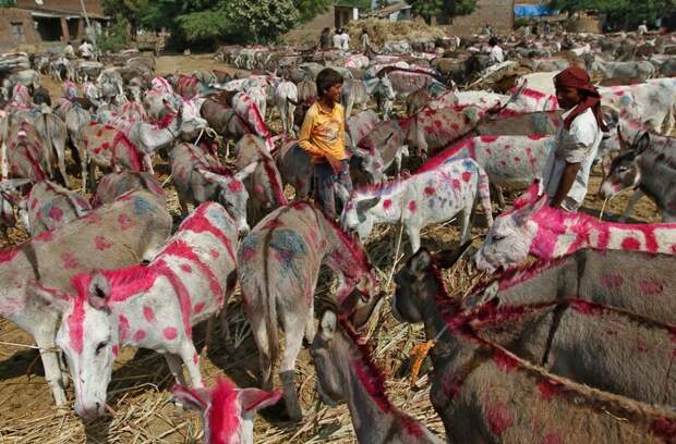 cattle-fair-india-sonepur-mela-2011-14-20111116