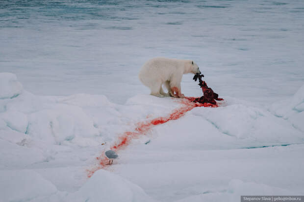 белый медведь, добыча, мясо, кровь, арктика
