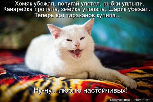 Котоматрица: Хомяк убежал, попугай улетел, рыбки уплыли. Канарейка пропала, змейка уползла, Шарик убежал. Ну-ну... люблю настойчивых! Теперь вот тараканов 