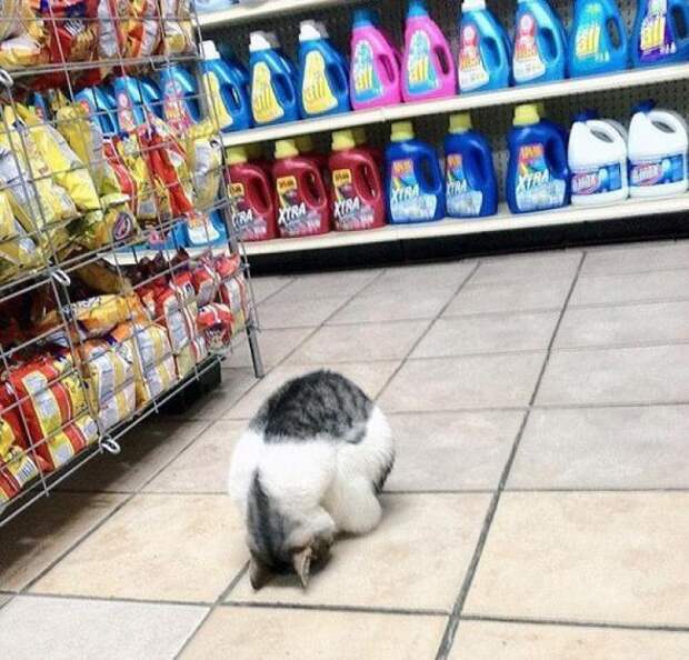 Котики