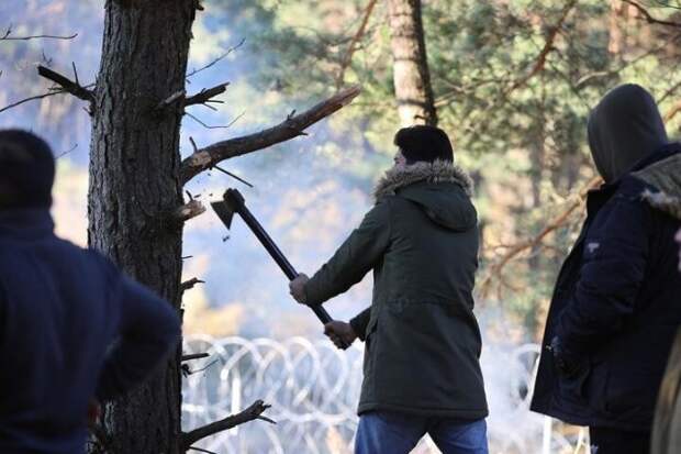 Журналист позвонил в лесхоз за разрешением нарубить деревьев, как это сделали мигранты