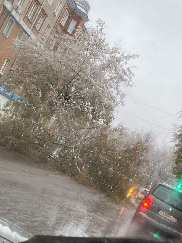 В Узловой дерево упало на дорогу