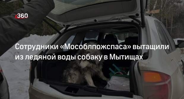 Сотрудники «Мособлпожспаса» вытащили из ледяной воды собаку в Мытищах