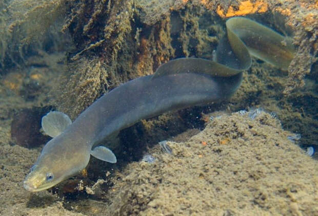 https://fishingday.org/wp-content/uploads/2015/05/2-7.jpg
