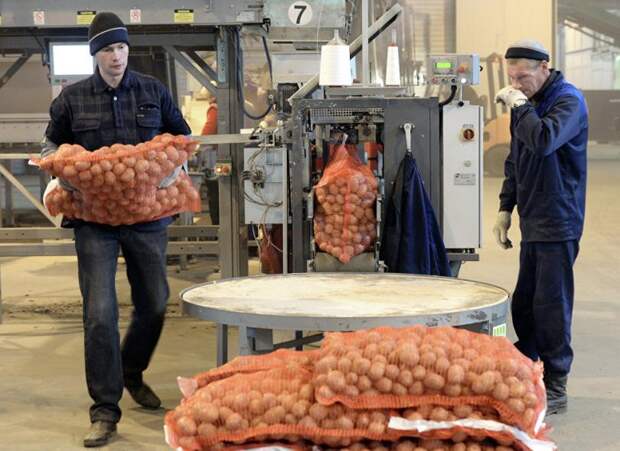 Запахло жареным: грозит ли России картофельный кризис