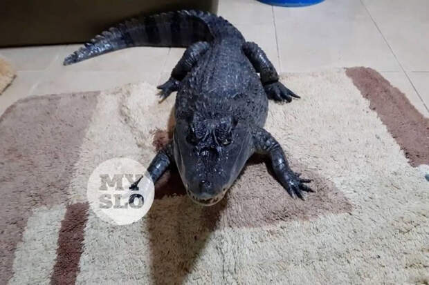 Mash: в Туле разыскивают крокодила, сбежавшего из частного дома