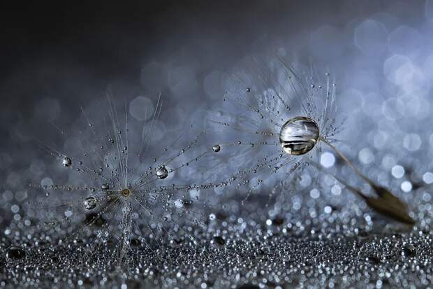 macro-photography-miki-asai-17